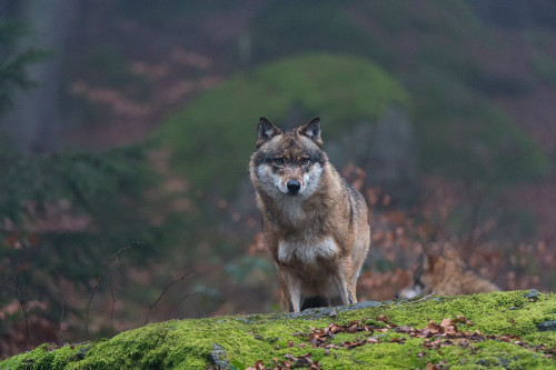 Portrait of a gray wolf-Canis lupus-on a mossy boulder in a foggy forest Bavaria-Germany Poster Print - Sergio Pitamitz