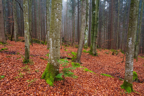 A foggy Bavarian forest in autumn Bavaria-Germany Poster Print - Sergio Pitamitz
