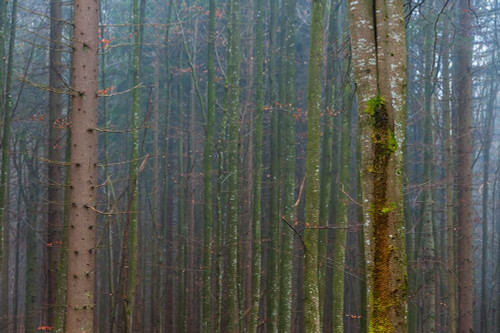 A foggy forest with mossy tree trunks Bavaria-Germany Poster Print - Sergio Pitamitz