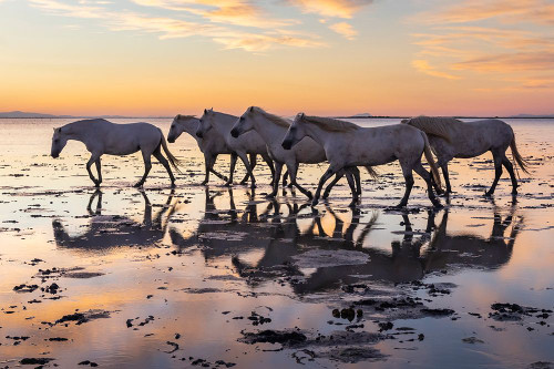 Provence-Alpes-Cote dAzur-France Herd of Camargue horses in the marshes at dawn Poster Print - Emily M. Wilson