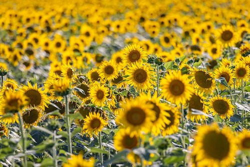 Camargue Nord-Arles Provence-Alpes-Cote dAzur-France Field of sunflowers in Provence Poster Print - Emily M. Wilson