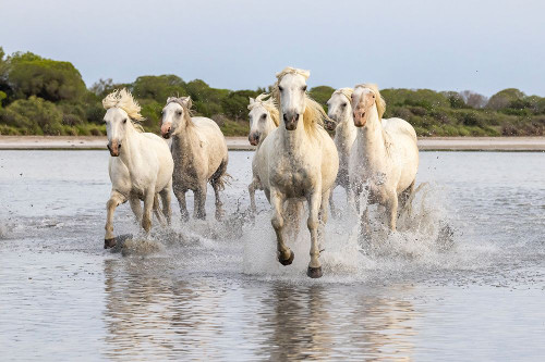 Provence-Alpes-Cote dAzur-France Herd of horses running through the marshes of the Camargue Poster Print - Emily M. Wilson