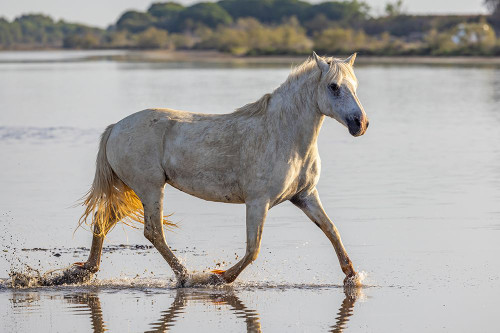 Provence-Alpes-Cote dAzur-France Horse running through the marshes of the Camargue Poster Print - Emily M. Wilson