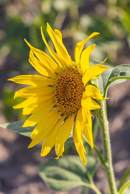Camargue Nord-Arles Provence-Alpes-Cote dAzur-France Sunflower in a field in Provence Poster Print - Emily M. Wilson