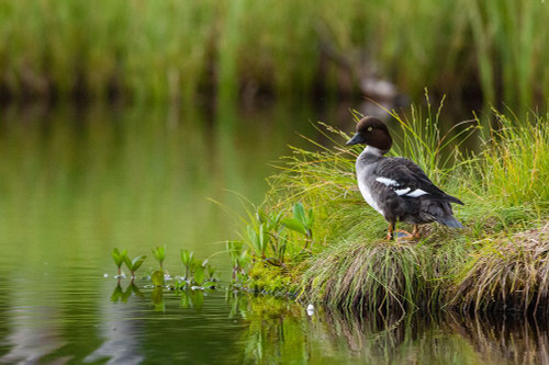 A common goldeneye-Bucephala clangula-Kuhmo-Finland Poster Print - Sergio Pitamitz