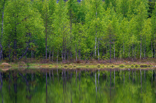 A scenic view of trees on a lake shore Kuhmo-Oulu-Finland Poster Print - Sergio Pitamitz