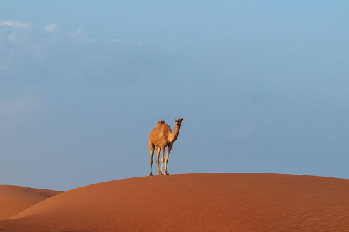 A wild camel standing atop a large sand dune in a vast desert Wahiba Sands-Oman Poster Print - Sergio Pitamitz A wild camel standing atop a large sand dune in a vast desert Wahiba Sands-Oman Poster Print - Sergio Pitamitz