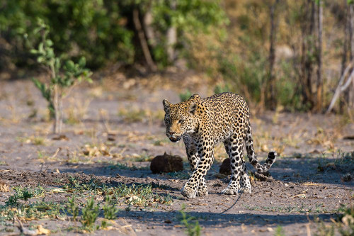 A female leopard walking in Chobe National Parks Savuti marsh Botswana Poster Print - Sergio Pitamitz