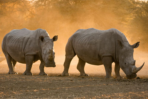 Two white rhinoceroses walking in the dust at sunset Kalahari-Botswana Poster Print - Sergio Pitamitz