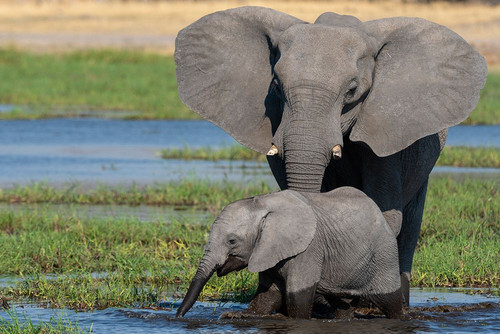 A female African elephant and calf drinking in the river Khwai Okavango Delta-Botswana Poster Print - Sergio Pitamitz