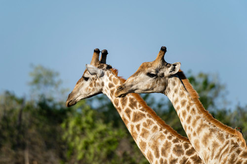 A portrait of two male southern giraffes-Giraffa camelopardalis Okavango Delta-Botswana Poster Print - Sergio Pitamitz