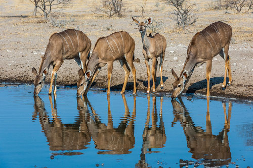 Female greater kudu-Tragelaphus strepsiceros-drinking at waterhole Kalahari-Botswana Poster Print - Sergio Pitamitz