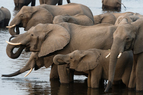 A herd of African elephants drinking in the Chobe River-Chobe National Park-Botswana Poster Print - Sergio Pitamitz A herd of African elephants drinking in the Chobe River-Chobe National Park-Botswana Poster Print - Sergio Pitamitz
