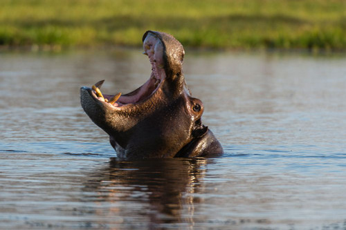 A hippopotamus in a mouth opening territorial display Okavango Delta-Botswana Poster Print - Sergio Pitamitz