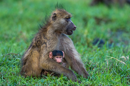 A chacma baboonwith a newborn in Chobe National Park Botswana Poster Print - Sergio Pitamitz