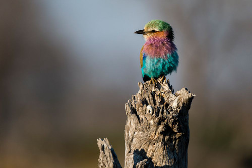 Lilac-breasted roller-Coracias caudatus-perching on a dead tree stump Okavango Delta-Botswana Poster Print - Sergio Pitamitz