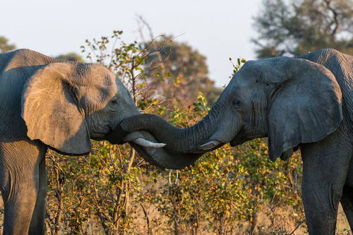 Two African elephants sparring Okavango Delta-Botswana Poster Print - Sergio Pitamitz