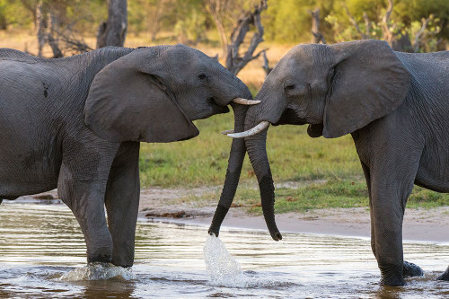 Two African elephants sparring in Okavango Delta Botswana Poster Print - Sergio Pitamitz