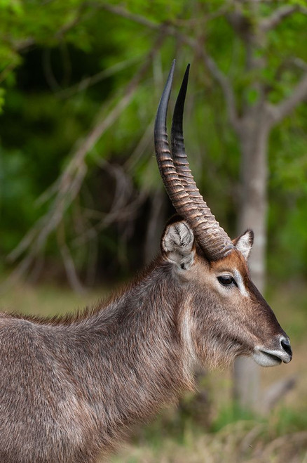 Portrait of a waterbuck-Kobus ellipsiprymnus Okavango Delta-Botswana Poster Print - Sergio Pitamitz