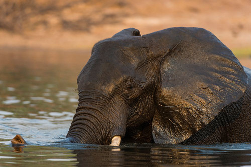 An African elephant crossing the Chobe River-Chobe National Park-Botswana Poster Print - Sergio Pitamitz An African elephant crossing the Chobe River-Chobe National Park-Botswana Poster Print - Sergio Pitamitz