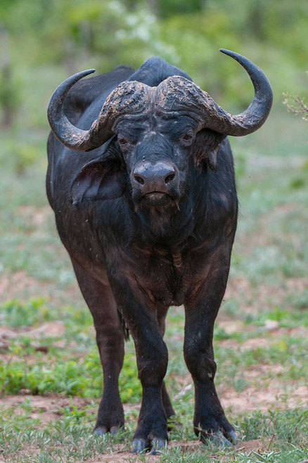 Portrait of an African buffalolooking at the camera Chobe National Park-Botswana Poster Print - Sergio Pitamitz
