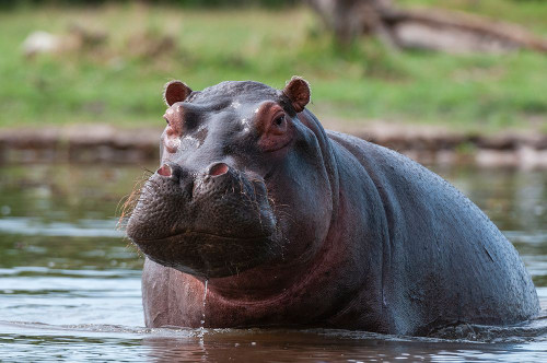 Portrait of an alert hippopotamus in the water Khwai Concession Area-Okavango-Botswana Poster Print - Sergio Pitamitz