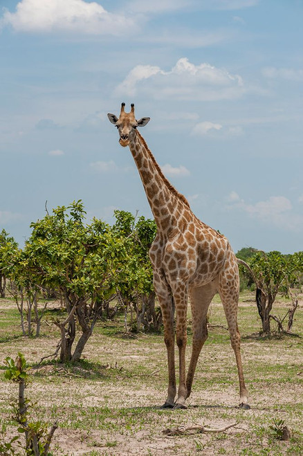 Female southern giraffe among shrubby trees Savuti Marsh-Chobe National Park-Botswana Poster Print - Sergio Pitamitz