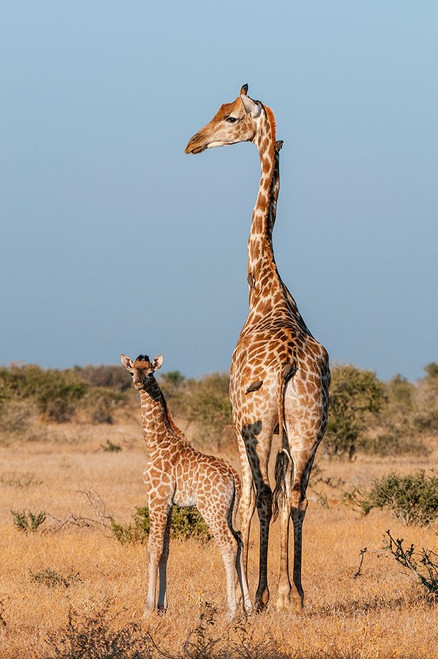 A southern giraffe with a one-week-old calf Mashatu Game Reserve-Botswana Poster Print - Sergio Pitamitz