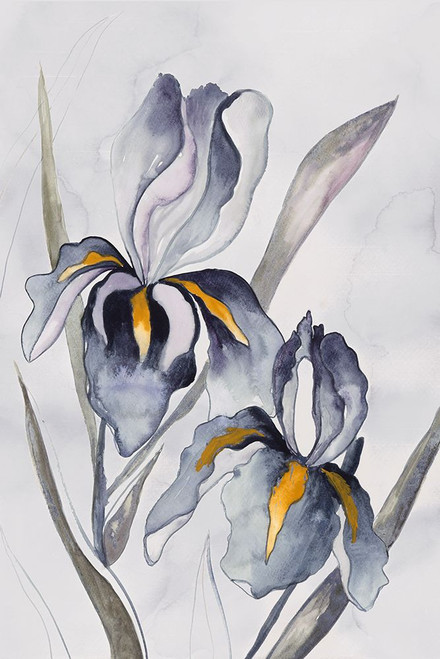 Black Iris Poster Print - Q Jacob