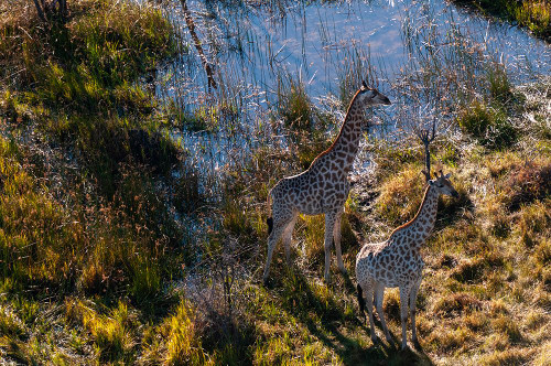 An aerial view of two southern giraffes-Giraffa camelopardalis Okavango Delta-Botswana Poster Print - Sergio Pitamitz