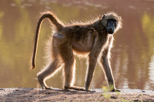 Portrait of a chacma baboon looking at the camera as it walks by Chobe National Park-Botswana Poster Print - Sergio Pitamitz