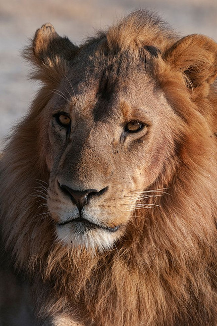 A Close-up portrait of a male lion Chief Island-Moremi Game Reserve-Okavango Delta-Botswana Poster Print - Sergio Pitamitz