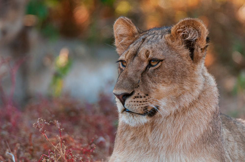 Close-up portrait of a lion-Panthera leo Mashatu Game Reserve-Botswana Poster Print - Sergio Pitamitz