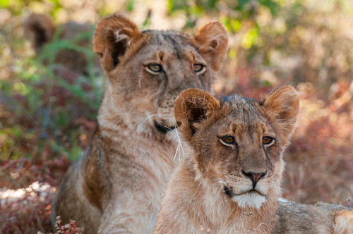 Portrait of a pair of resting lions-Panthera leo Mashatu Game Reserve-Botswana Poster Print - Sergio Pitamitz
