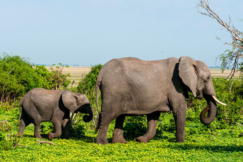 A female African elephant walking with her calf Chobe National Park-Botswana Poster Print - Sergio Pitamitz
