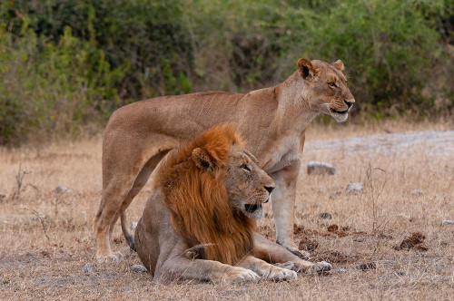 A lion and lioness  alert but resting together Chobe National Park-Kasane-Botswana Poster Print - Sergio Pitamitz