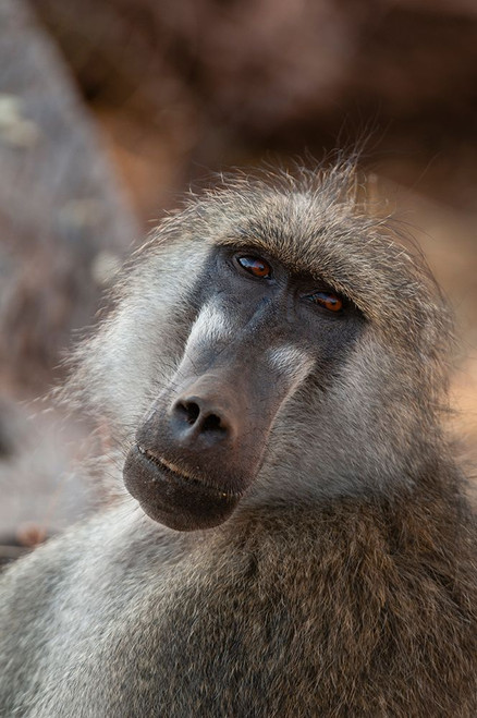 Close-up portrait of a Chacma baboon-Papio cynocephalus Chobe National Park-Kasane-Botswana Poster Print - Sergio Pitamitz