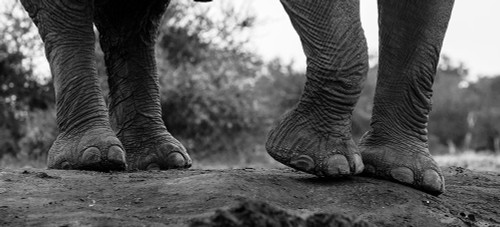 Close-up of an African elephants feet-Loxodonta Africana Mashatu Game Reserve-Botswana Poster Print - Sergio Pitamitz