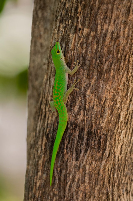 A green gecko-Phelsuma sundbergi longinsulae climbing a tree Seychelles Poster Print - Sergio Pitamitz