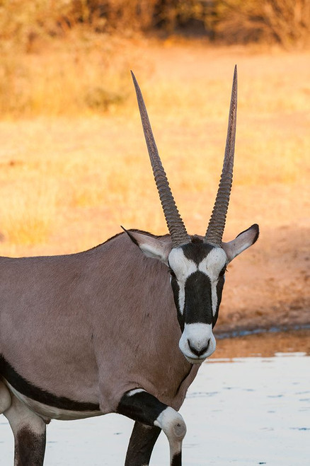Portrait of a gemsboklooking at the camera Central Kalahari Game Reserve-Botswana Poster Print - Sergio Pitamitz