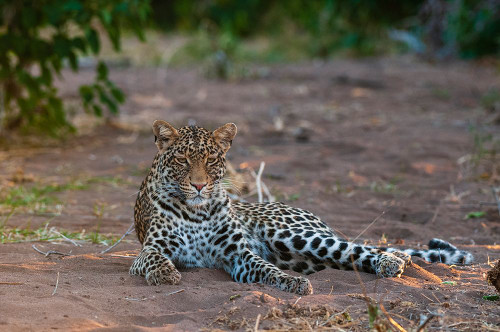 Portrait of a leopard at rest Mashatu Game Reserve-Botswana Poster Print - Sergio Pitamitz