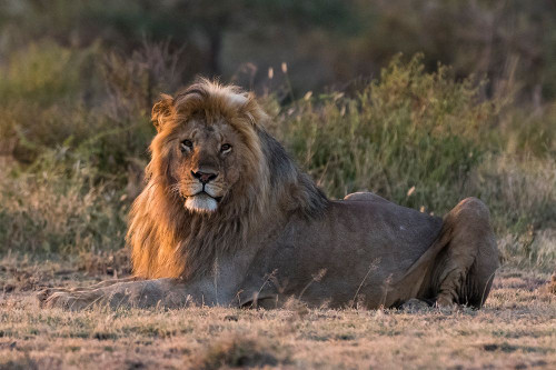 Male lion resting at sunrise-looking at the camera Ndutu-Ngorongoro Conservation Area-Tanzania Poster Print - Sergio Pitamitz