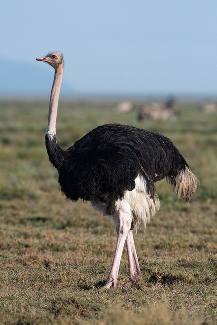 Portrait of a male ostrich in Ndutu plains Ndutu-Ngorongoro Conservation Area-Tanzania Poster Print - Sergio Pitamitz