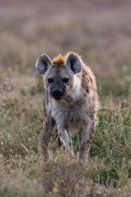 Portrait of a spotted hyena-Crocuta Crocuta Ndutu-Ngorongoro Conservation Area-Tanzania Poster Print - Sergio Pitamitz Portrait of a spotted hyena-Crocuta Crocuta Ndutu-Ngorongoro Conservation Area-Tanzania Poster Print - Sergio Pitamitz