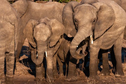 African elephants on the banks of the Chobe River-Chobe National Park-Kasane-Botswana Poster Print - Sergio Pitamitz African elephants on the banks of the Chobe River-Chobe National Park-Kasane-Botswana Poster Print - Sergio Pitamitz
