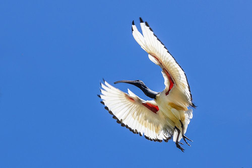 South Africa-Cape Town Sacred ibis bird in flight Poster Print - Gallery Jaynes