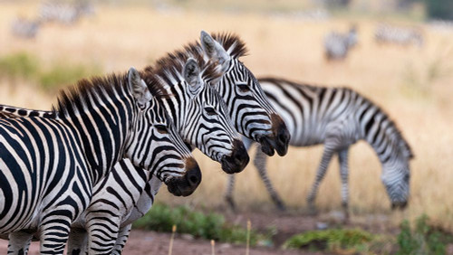 Three plains zebras in a row Seronera-Serengeti National Park-Tanzania Poster Print - Sergio Pitamitz Three plains zebras in a row Seronera-Serengeti National Park-Tanzania Poster Print - Sergio Pitamitz