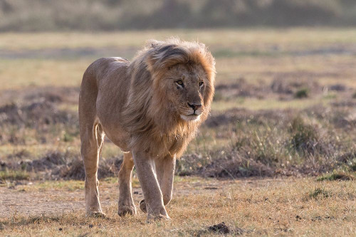 A male lion patrolling the territory Ndutu-Ngorongoro Conservation Area-Tanzania Poster Print - Sergio Pitamitz