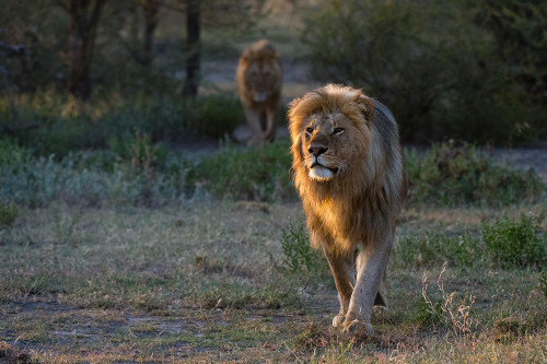 Two male lions patrolling the territory at sunrise Ndutu-Ngorongoro Conservation Area-Tanzania Poster Print - Sergio Pitamitz