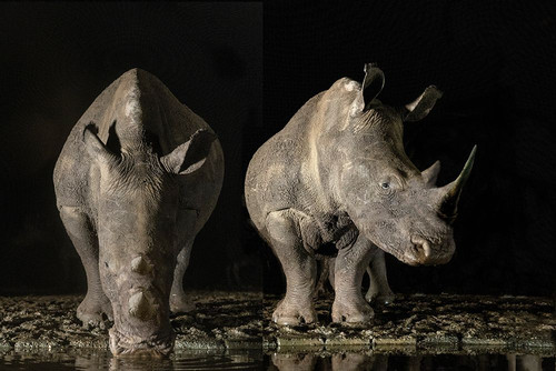 South Africa White rhinos drinking at a waterhole at night Poster Print - Gallery Jaynes